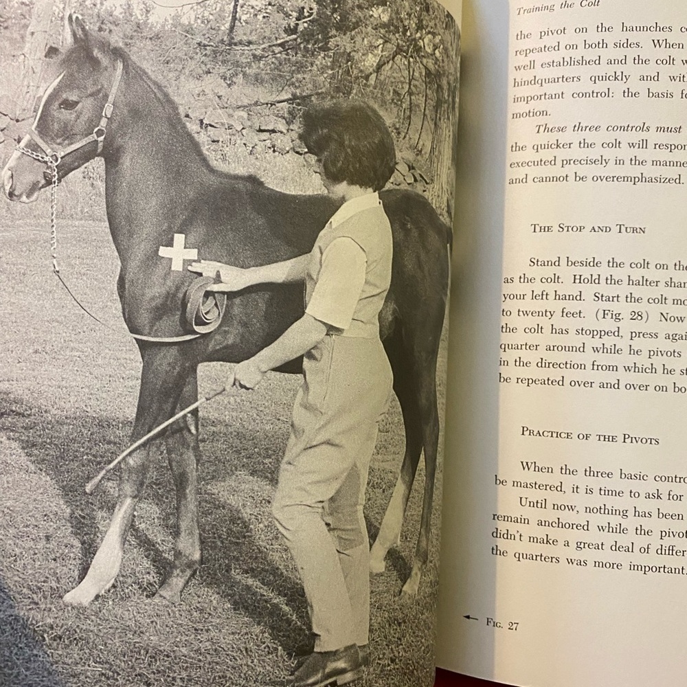 Horse Book 📕 - Picture 8 of 12